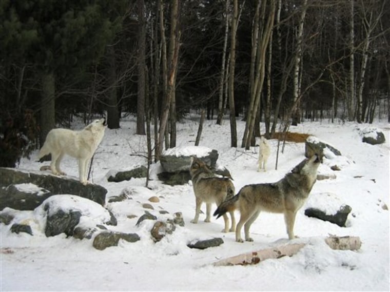 These gray wolves are among the 4,000 estimated in the Great Lakes region around Michigan, Minnesota and Wisconsin.